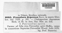 Fusoidiella depressa image